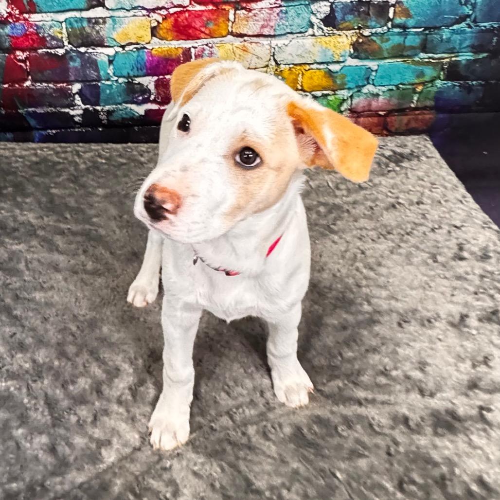 Enlarge Button, a Adoptable mixed breed in Franklin, NC image 6/6