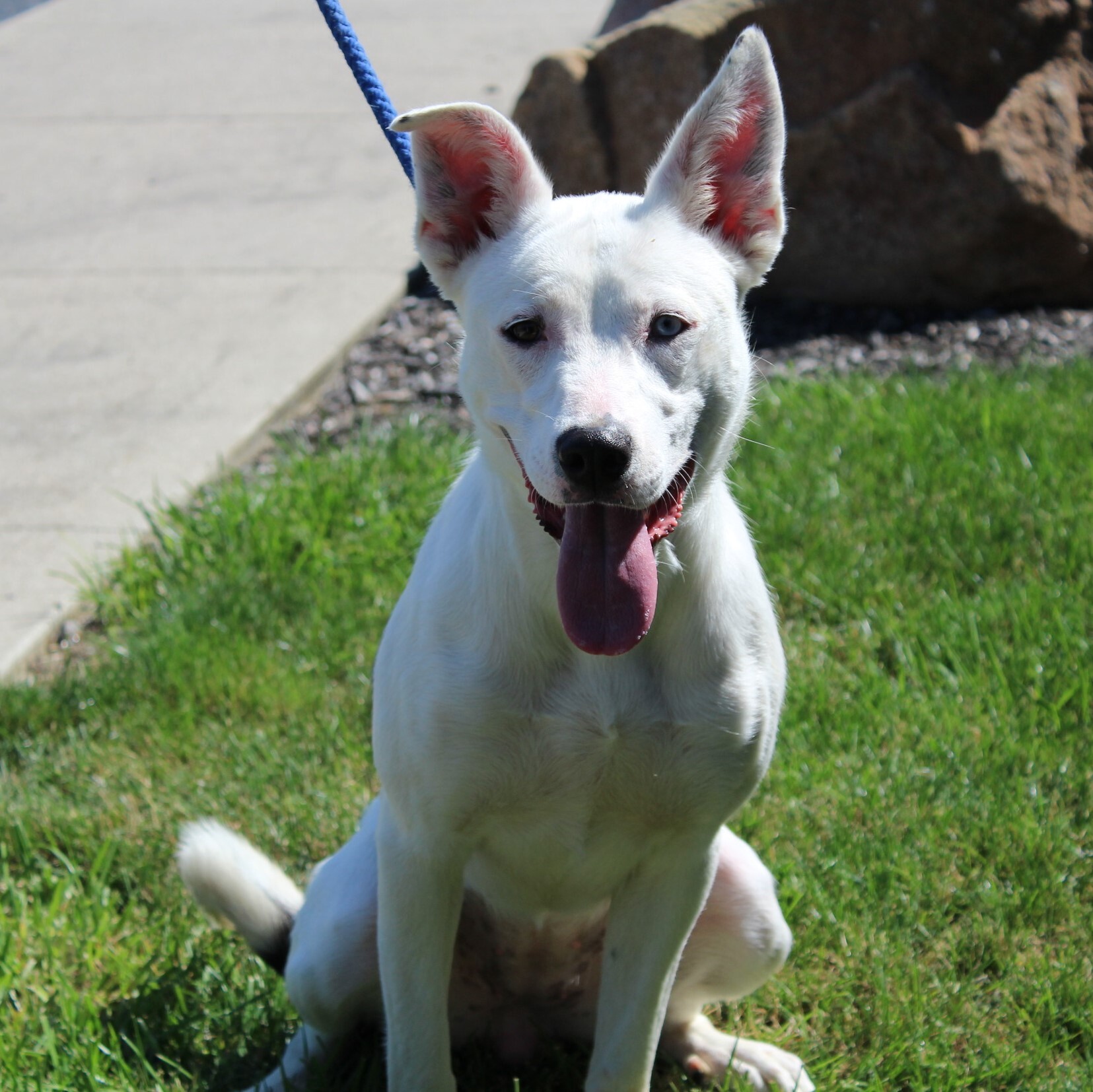 Humane Society Of Preble County Oh - nh70zfc