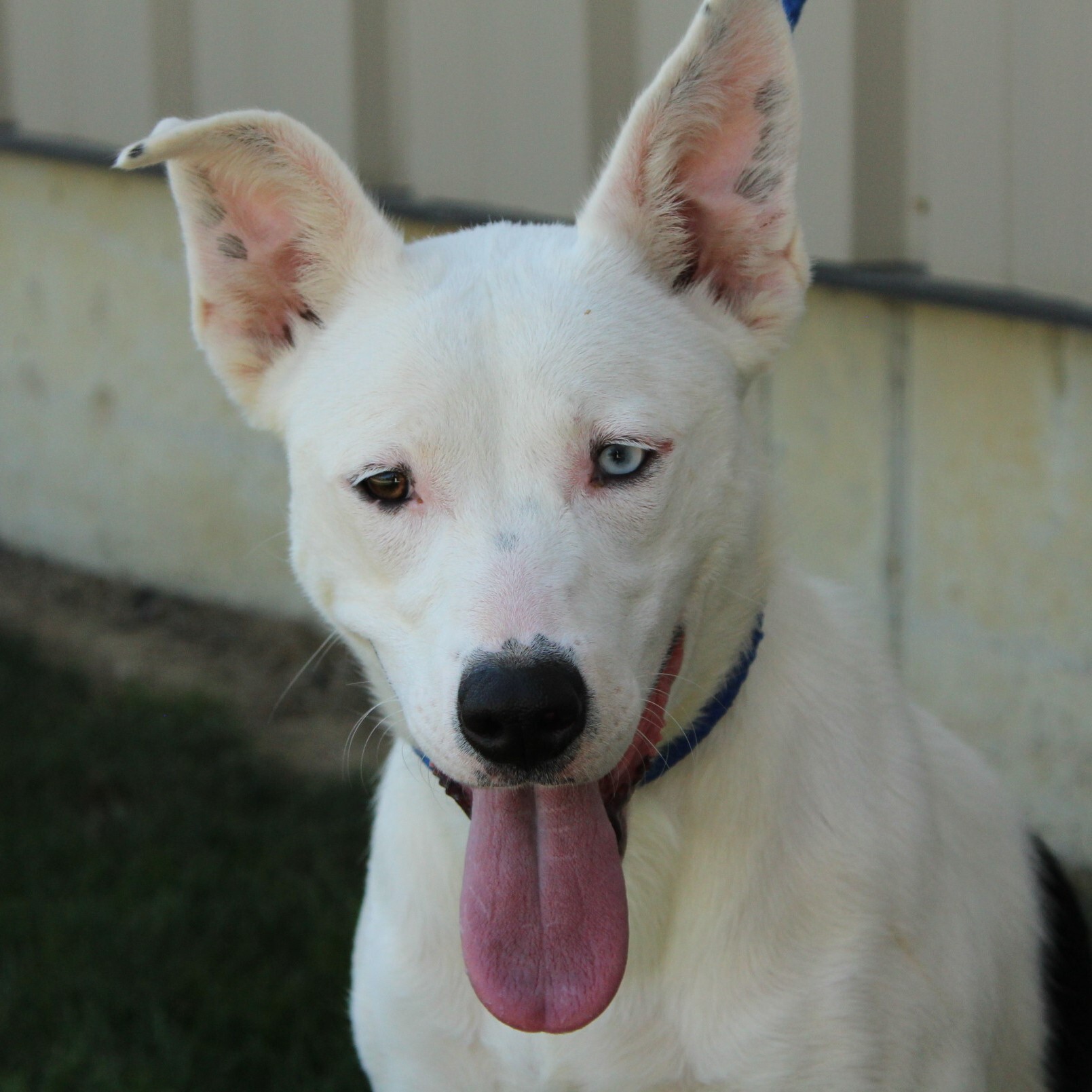 Humane Society Of Preble County Oh - hy2y0xl