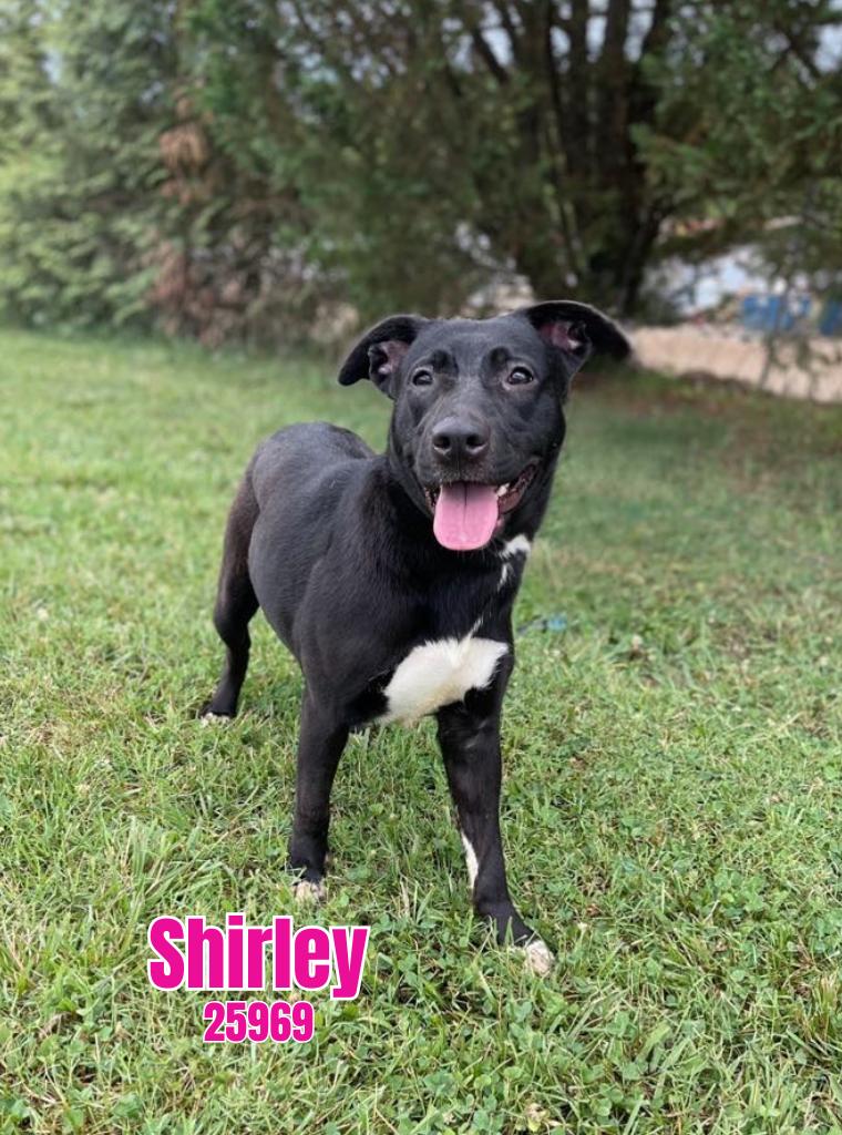 Shirley, Adoptable, Young Female Labrador Retriever.