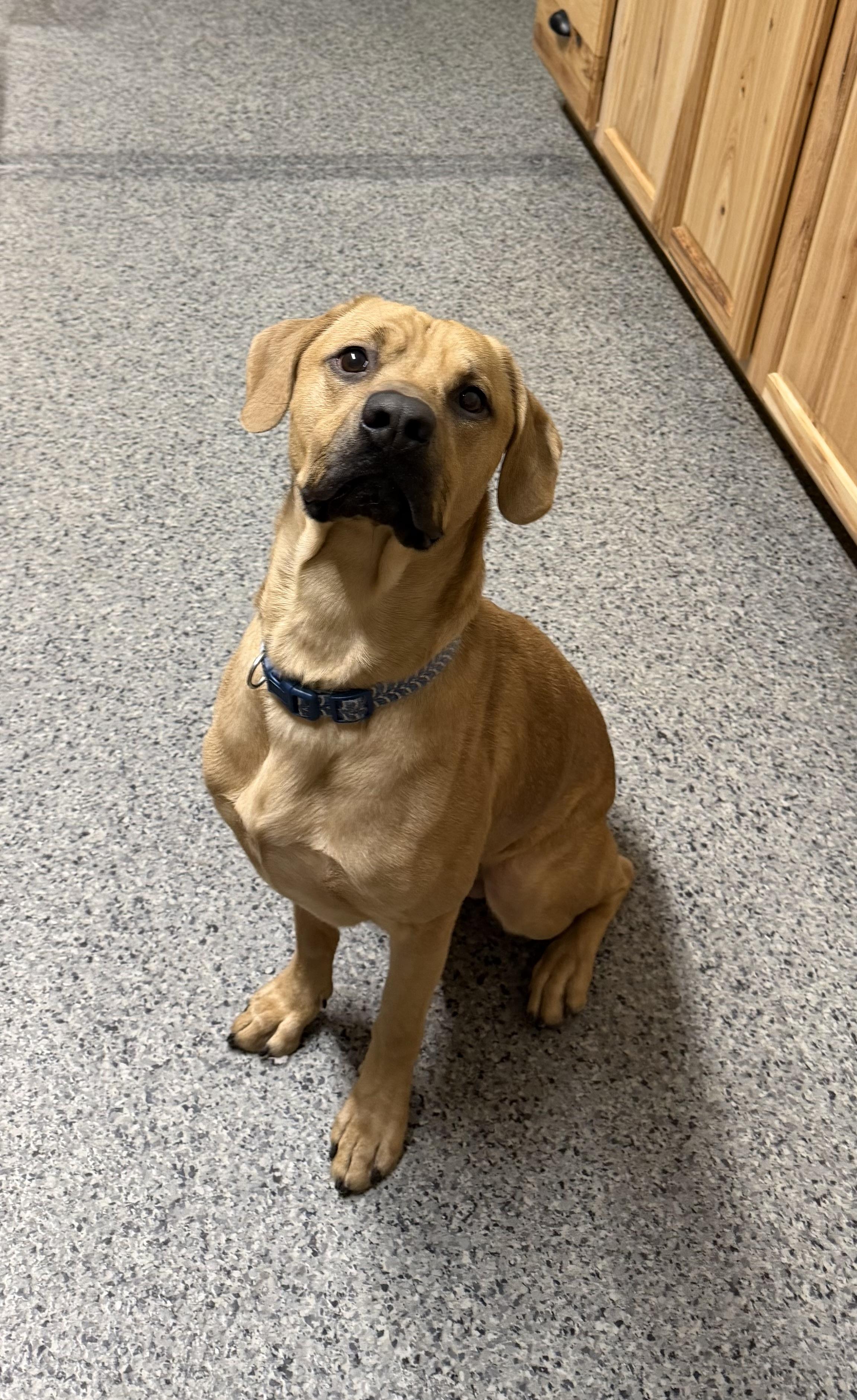 Deuce, ADOPTABLE, Young Male Coonhound.