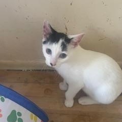 Parker, Adoptable, Kitten Male Domestic Short Hair.