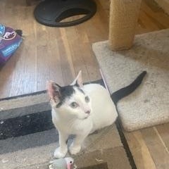 Parker, a Adoptable Domestic Short Hair in Clawson, MI image 2/3