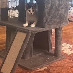 Parker, a Adoptable Domestic Short Hair in Clawson, MI image 3/3