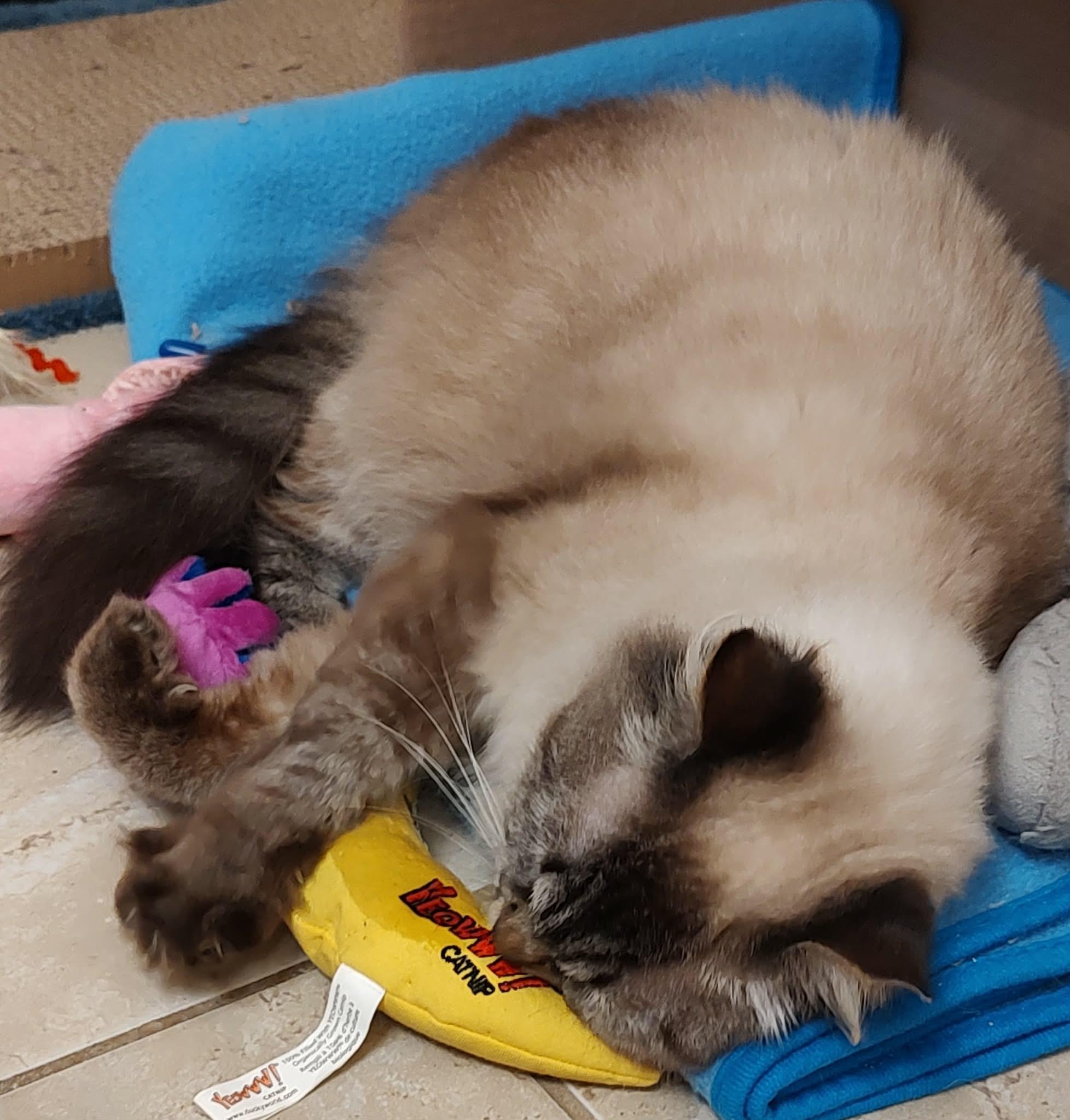 Snowflake, a ADOPTABLE mixed breed in Tavares, FL image 3/4