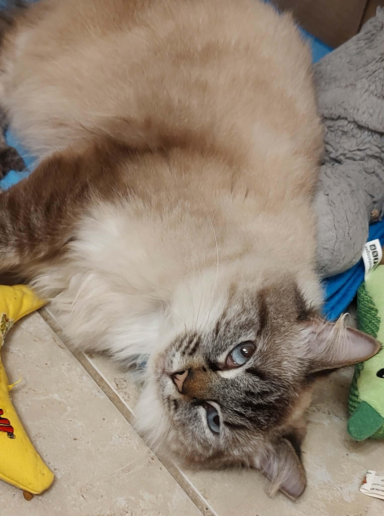 Snowflake, a ADOPTABLE mixed breed in Tavares, FL image 1/4