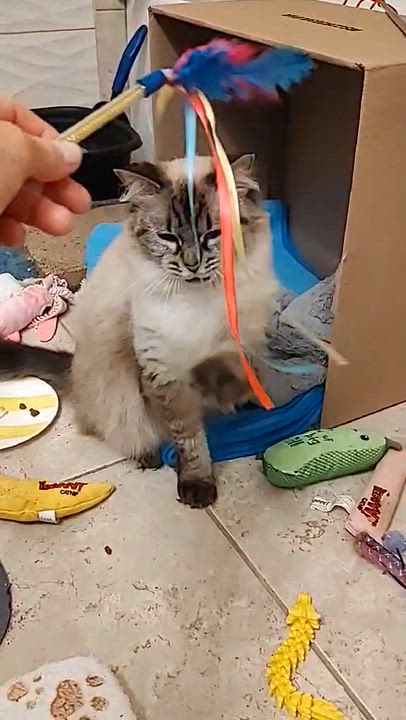 Enlarge Snowflake, a ADOPTABLE mixed breed in Tavares, FL video 4/4