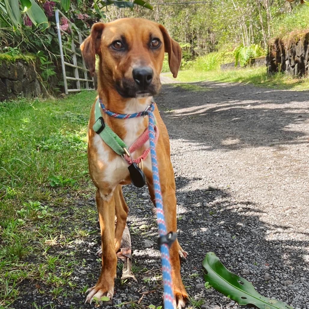 Enlarge Maple, a Adoptable Mixed Breed in Volcano, HI image 1/6