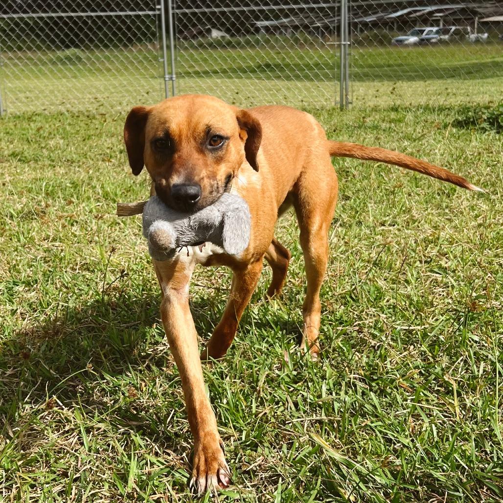 Enlarge Maple, a Adoptable Mixed Breed in Volcano, HI image 2/6