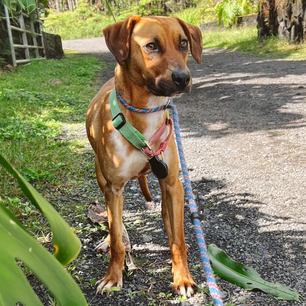 Enlarge Maple, a Adoptable Mixed Breed in Volcano, HI image 3/6