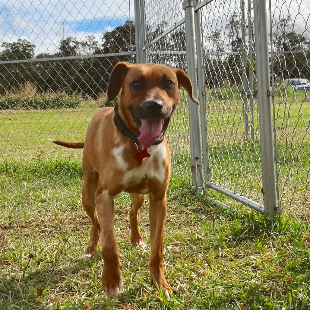 Enlarge Maple, a Adoptable Mixed Breed in Volcano, HI image 5/6