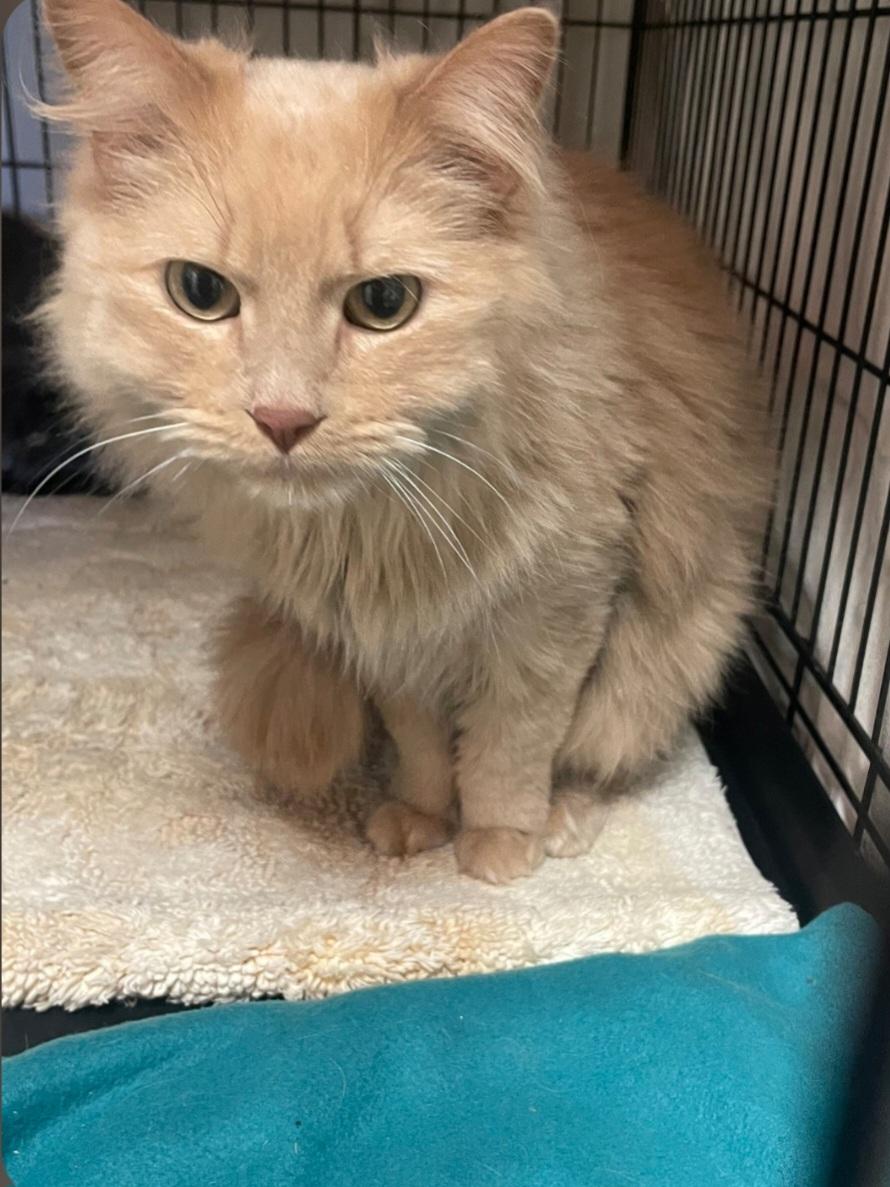 Cinder (Deaf), adopted, Adult Male Domestic Short Hair.