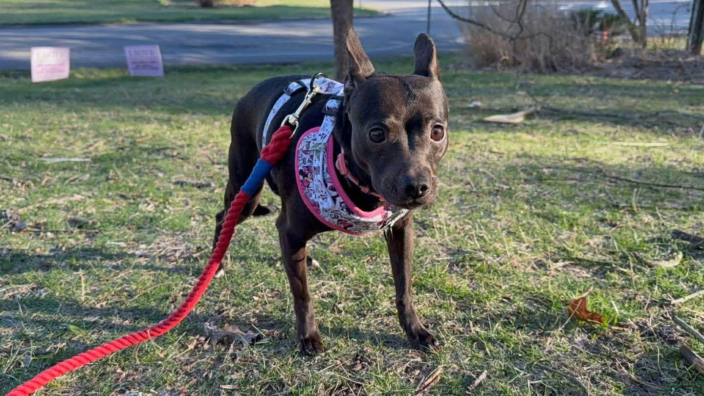 Abby, adopted, Young Female Chihuahua.