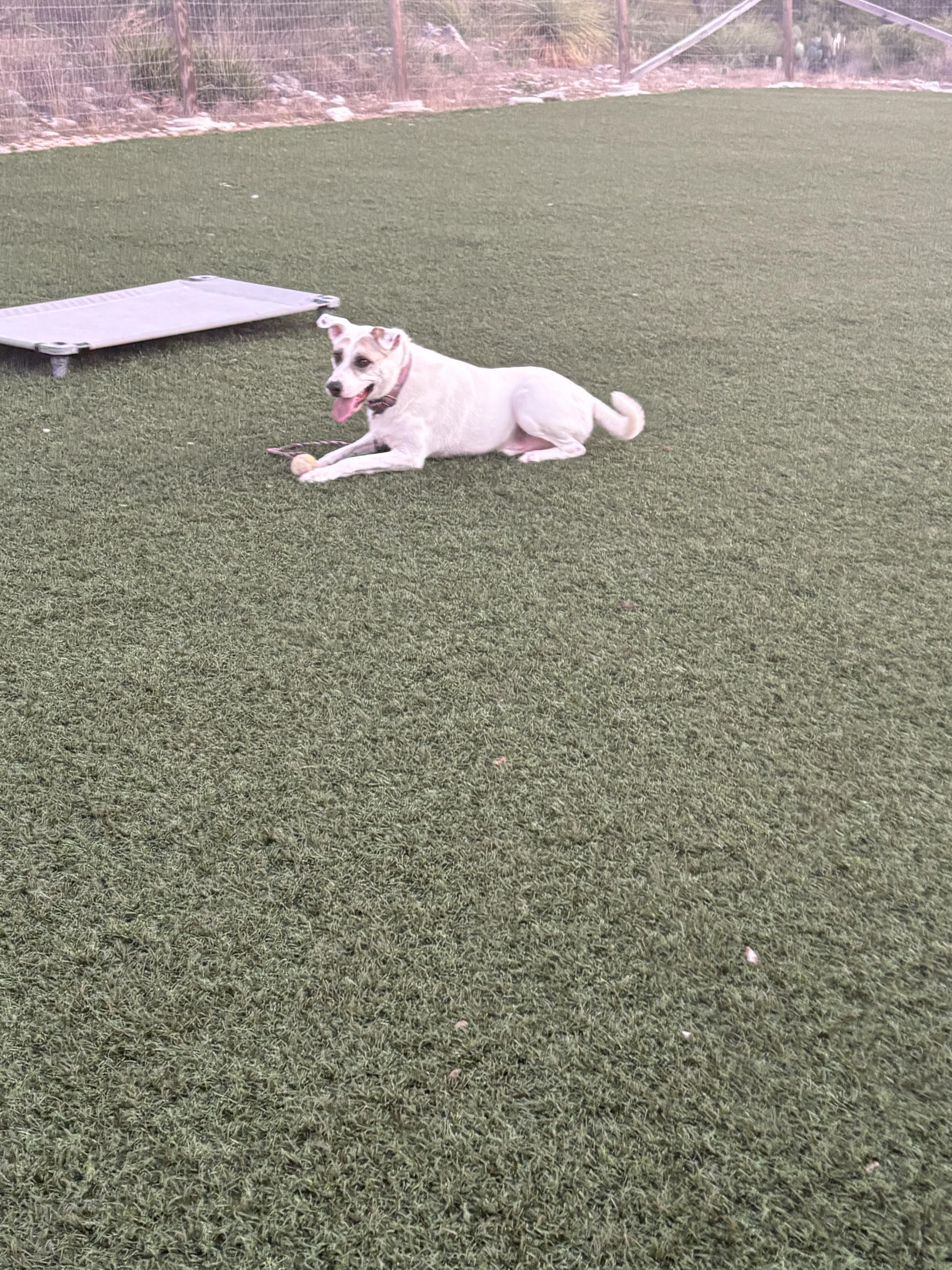 Jake, Adoptable, Adult Male Australian Cattle Dog / Blue Heeler & Terrier.