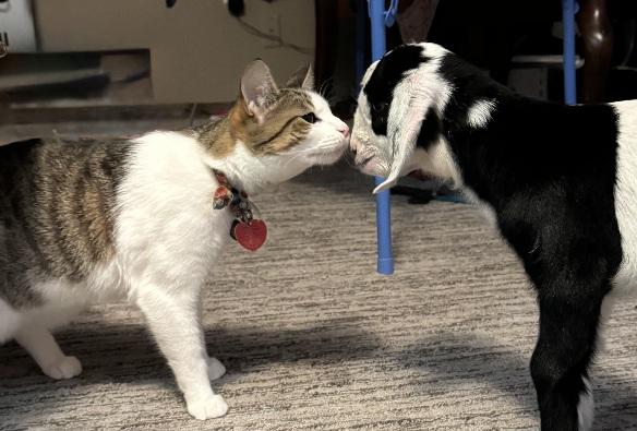 Pippin Your Loving Soul Mate, a ADOPTABLE Manx in Fayetteville, AR image 3/3