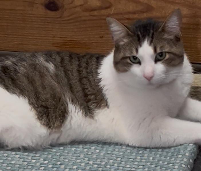 Pippin Your Loving Soul Mate, a ADOPTABLE Manx in Fayetteville, AR image 2/3