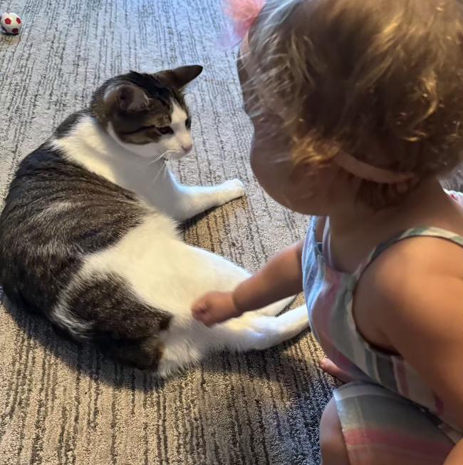 Pippin Your Loving Soul Mate, ADOPTABLE, Adult Male Manx.