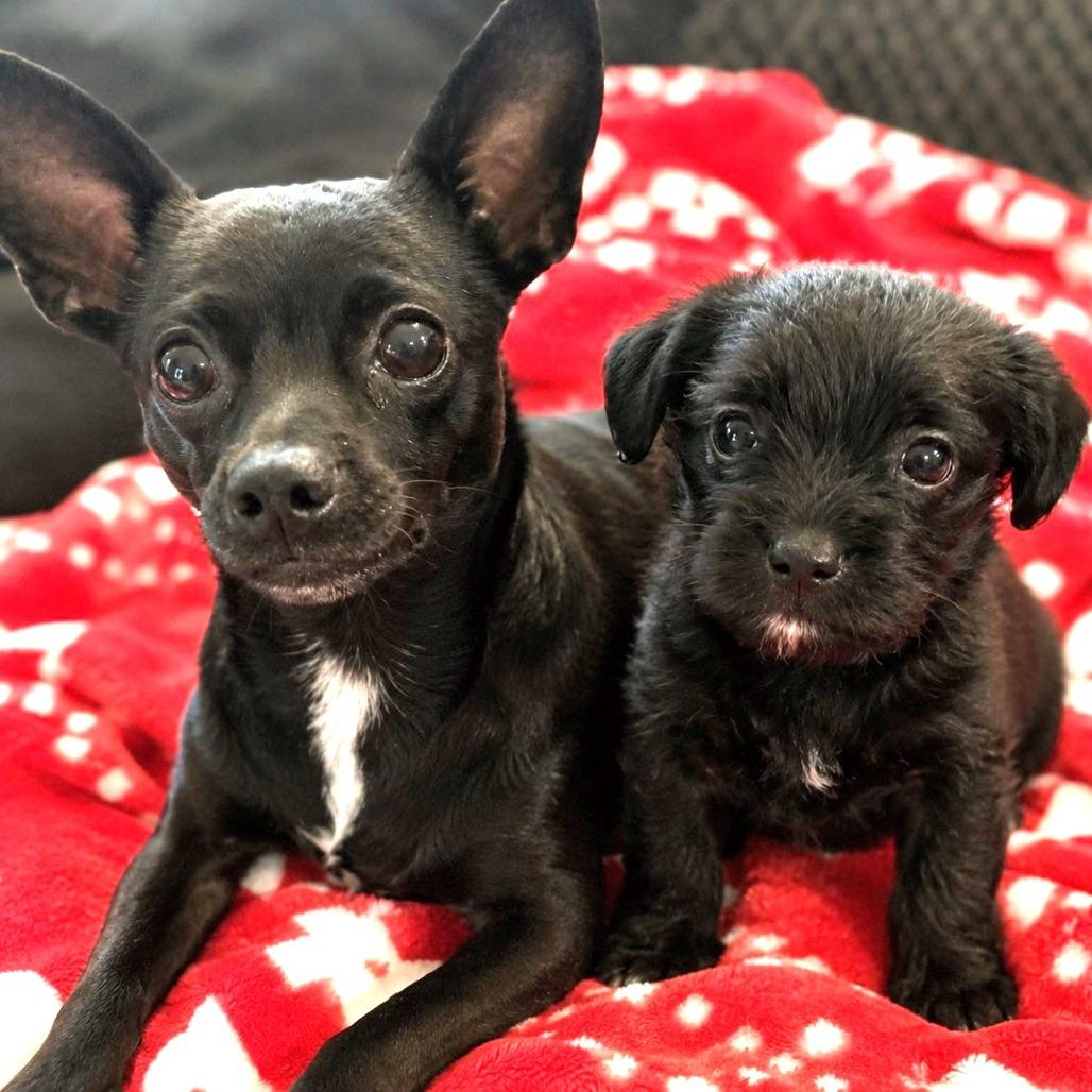 Raisin, Adoptable, Puppy Female Chihuahua.