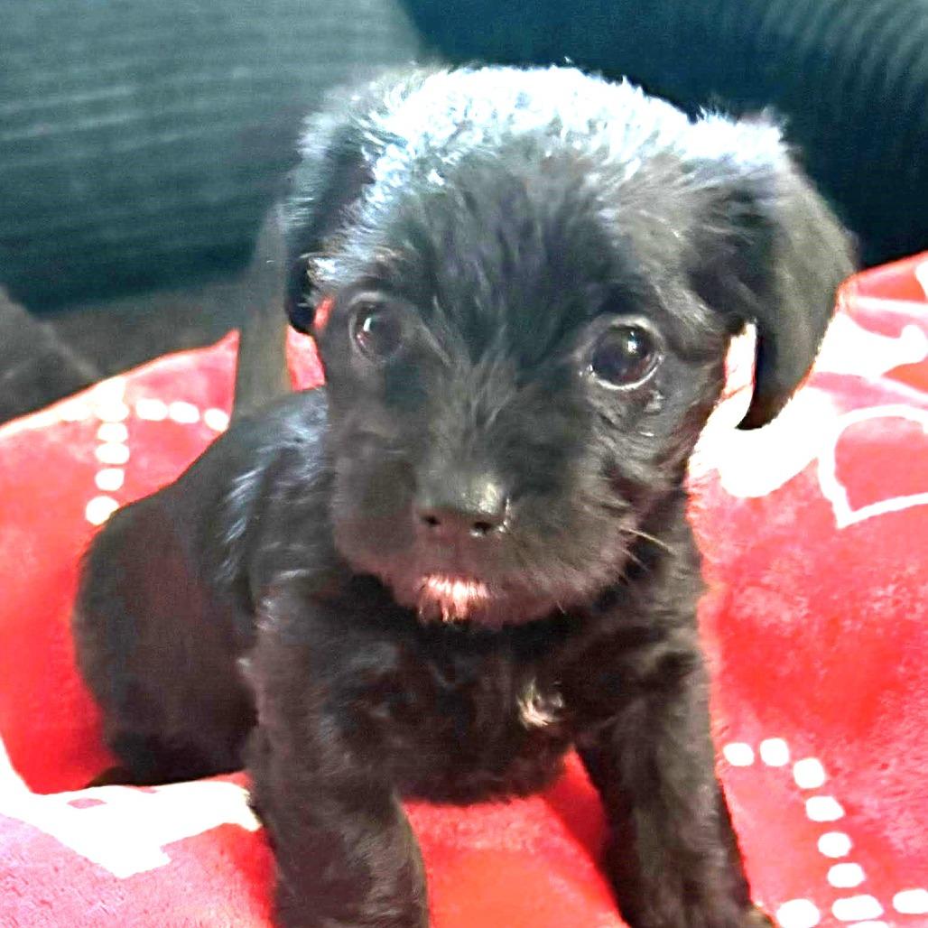 Raisin, a Adoptable Chihuahua in Santa Fe, TX image 2/4