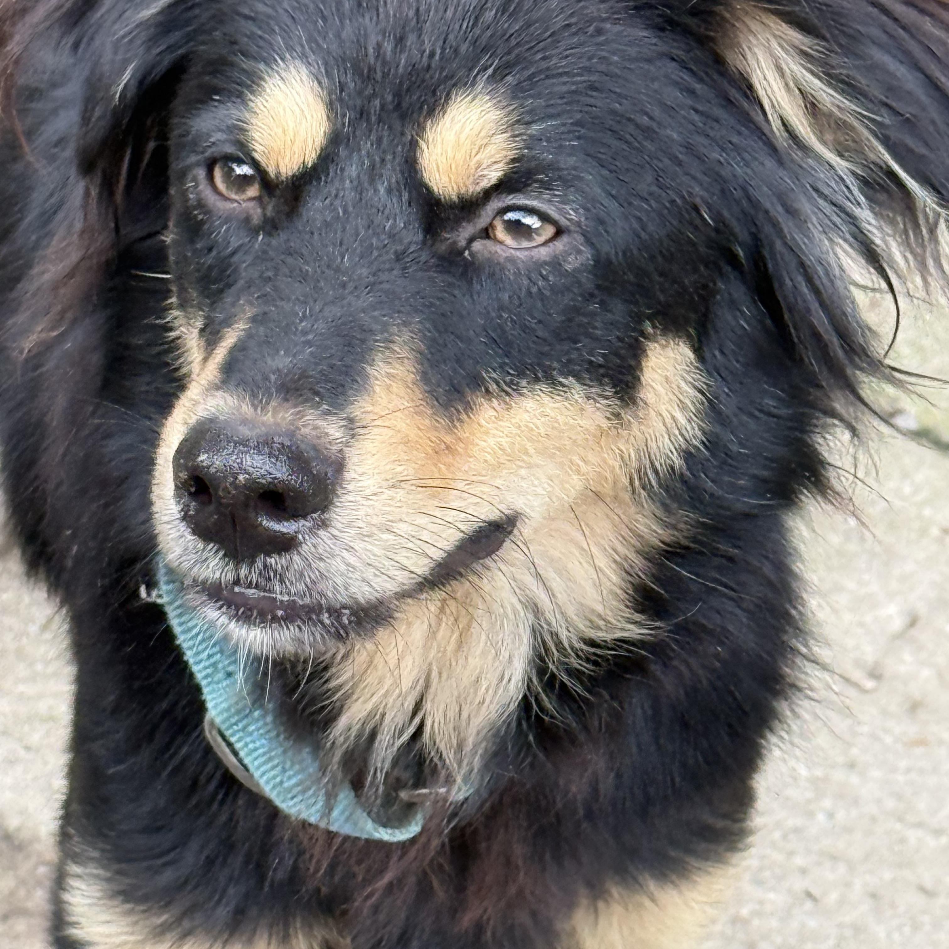 Milo, ADOPTABLE, Adult Male Mixed Breed.