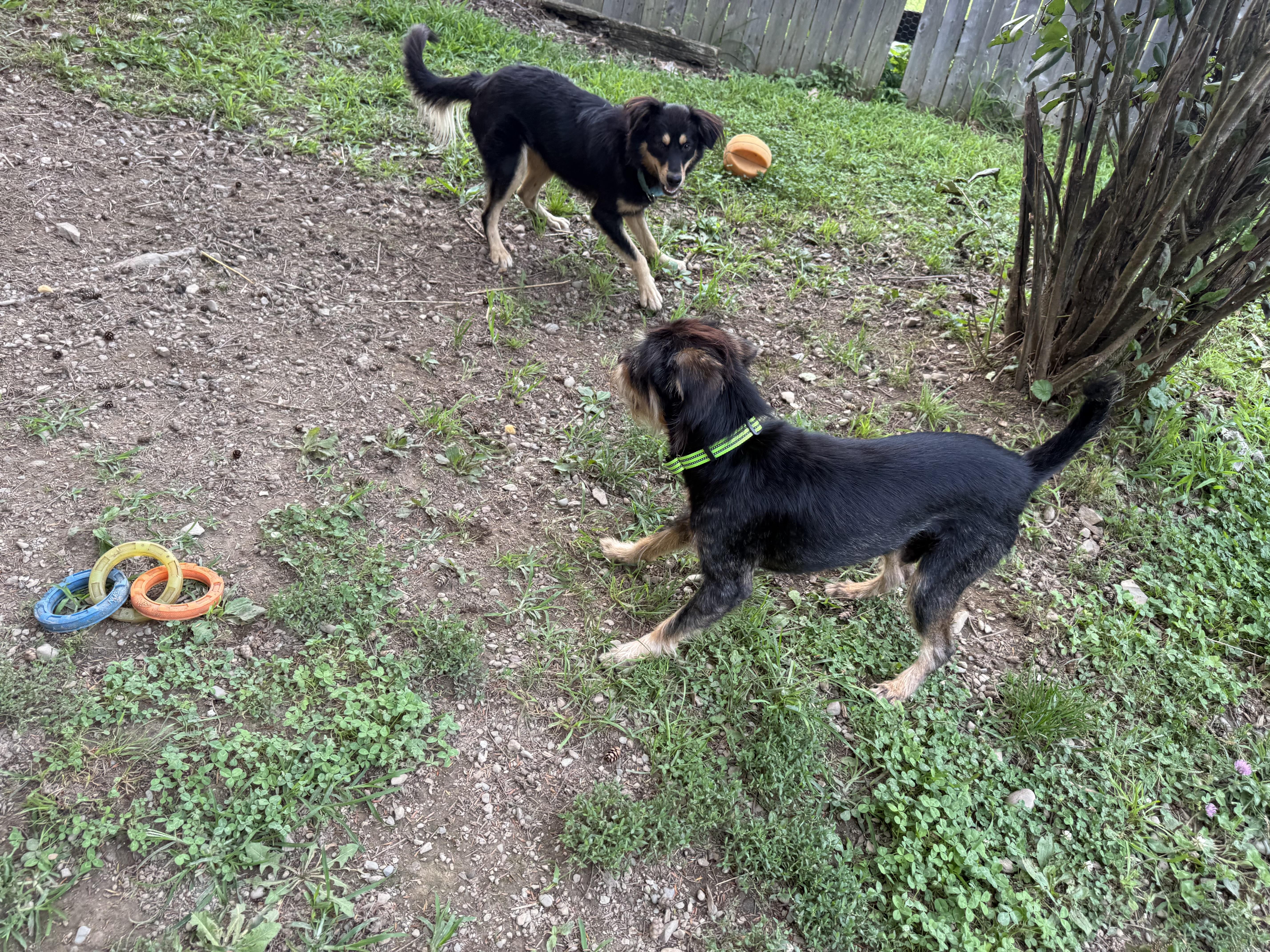 Milo, a ADOPTABLE mixed breed in Pleasant Valley, NY image 3/5