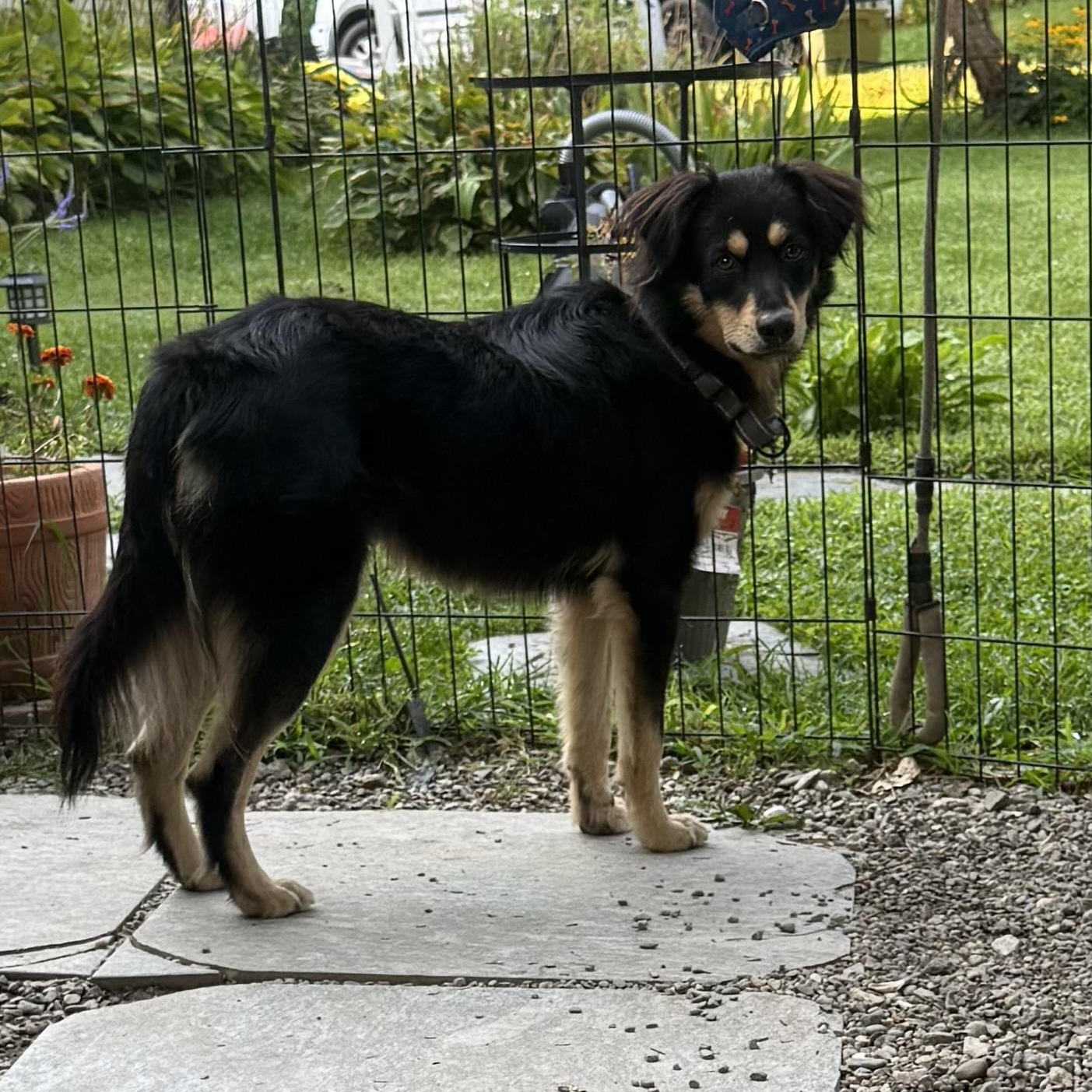 Milo, a ADOPTABLE mixed breed in Pleasant Valley, NY image 5/5