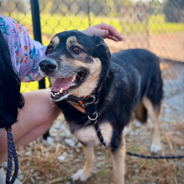 Enlarge Roza Marie (sissy), a Adoptable mixed breed in Greensburg, IN image 1/6