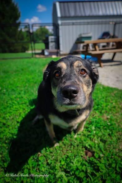Enlarge Roza Marie (sissy), a Adoptable mixed breed in Greensburg, IN image 2/6