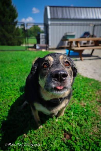 Enlarge Roza Marie (sissy), a Adoptable mixed breed in Greensburg, IN image 3/6