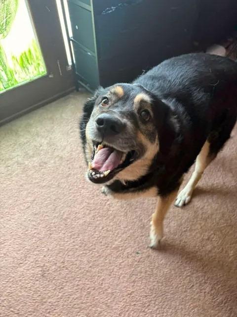 Enlarge Roza Marie (sissy), a Adoptable mixed breed in Greensburg, IN image 4/6