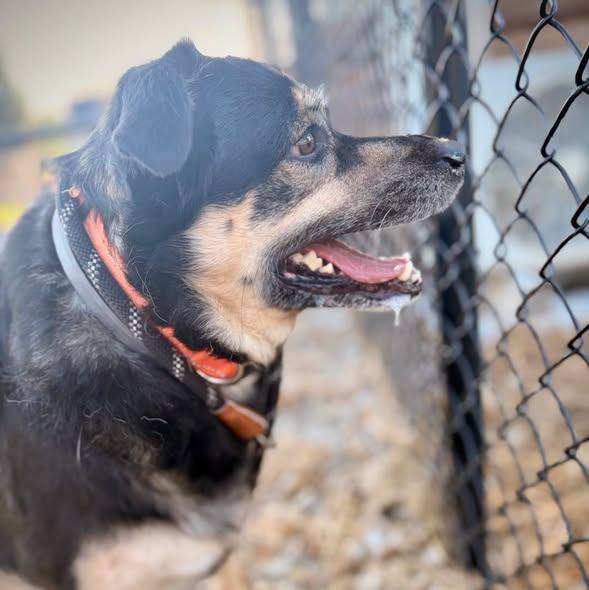 Enlarge Roza Marie (sissy), a Adoptable mixed breed in Greensburg, IN image 5/6
