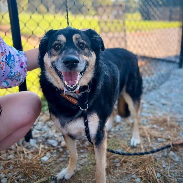 Enlarge Roza Marie (sissy), a Adoptable mixed breed in Greensburg, IN image 6/6