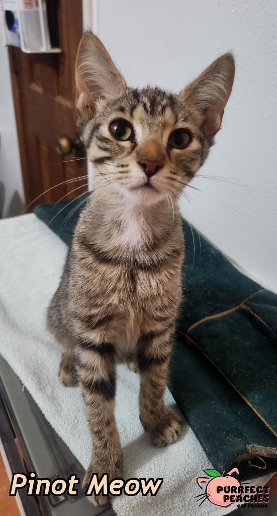 Pinot Meow, Adoptable, Kitten Female Domestic Short Hair.
