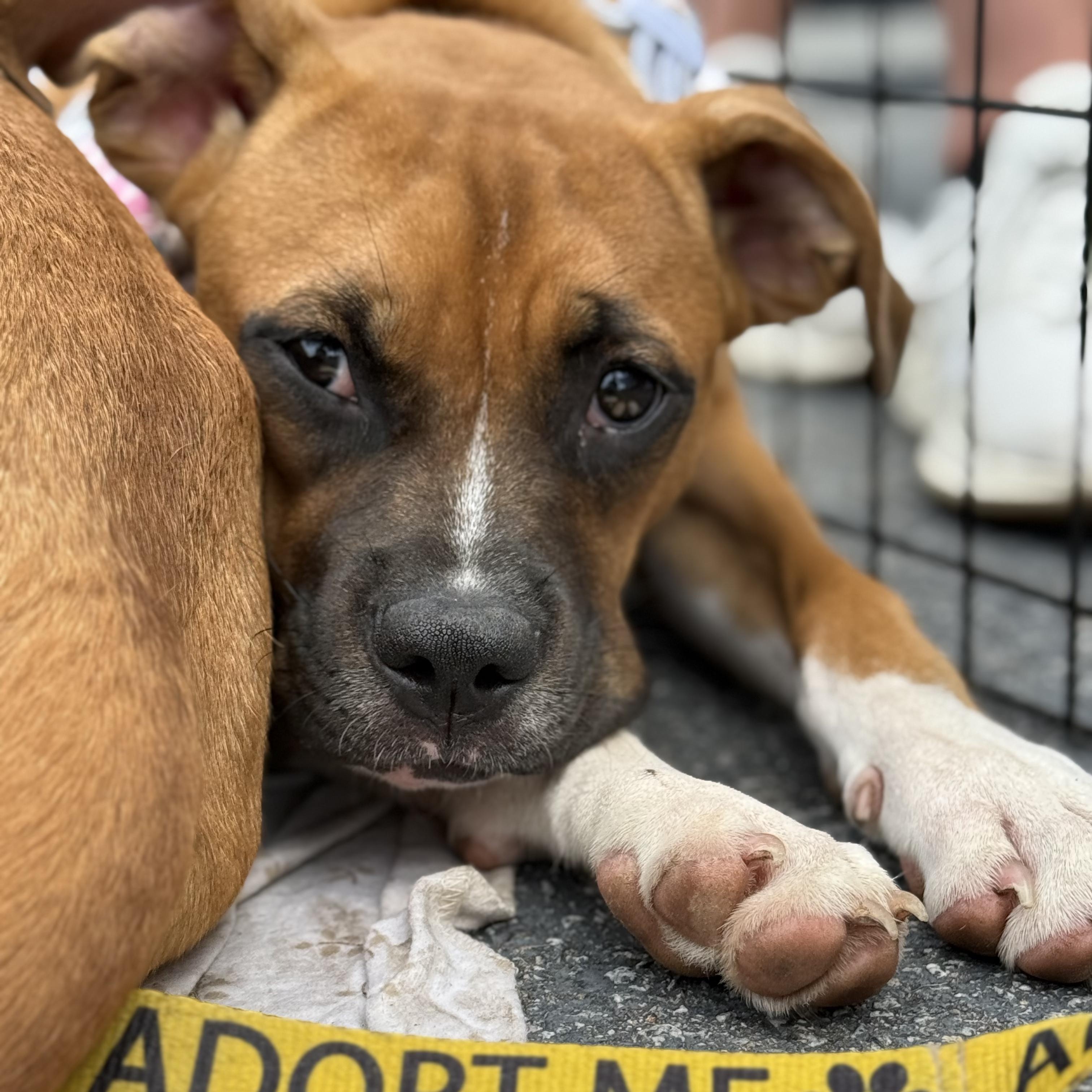 Sarsaparilla, a Adoptable mixed breed in Ayden, NC image 5/6