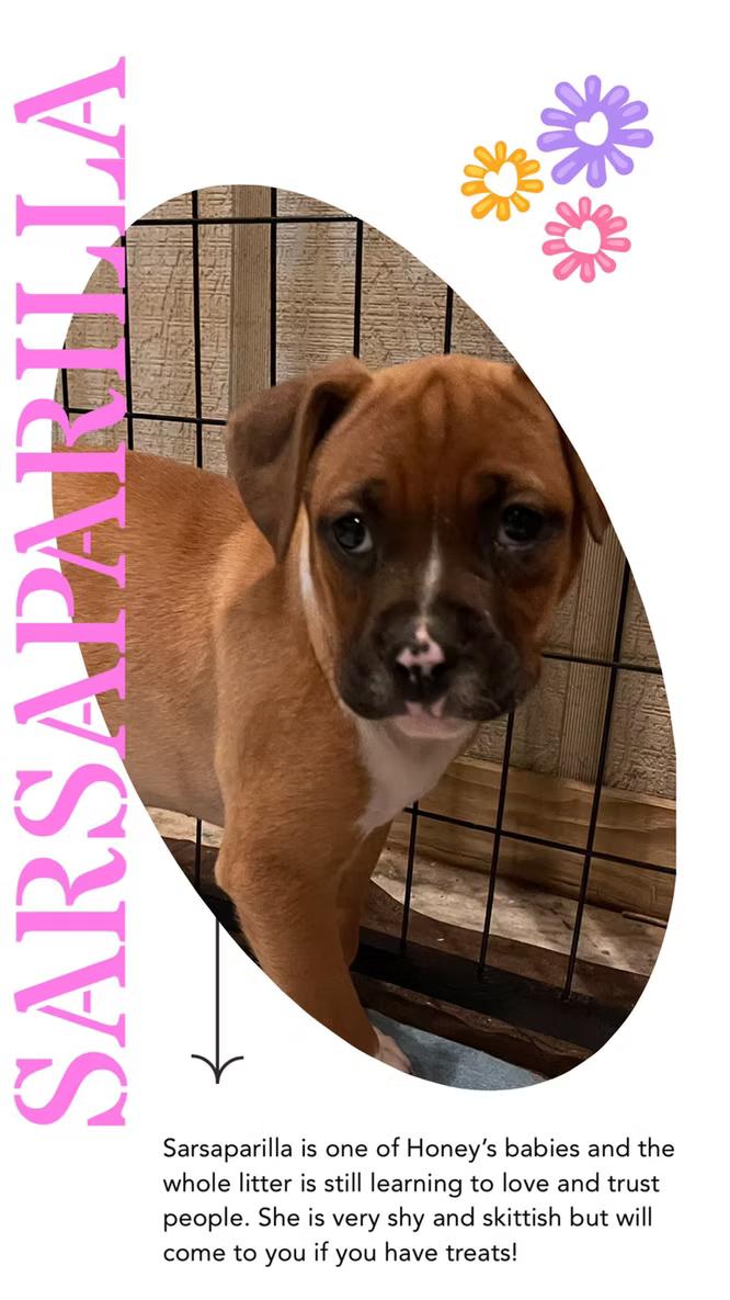 Sarsaparilla, a Adoptable mixed breed in Ayden, NC image 4/4