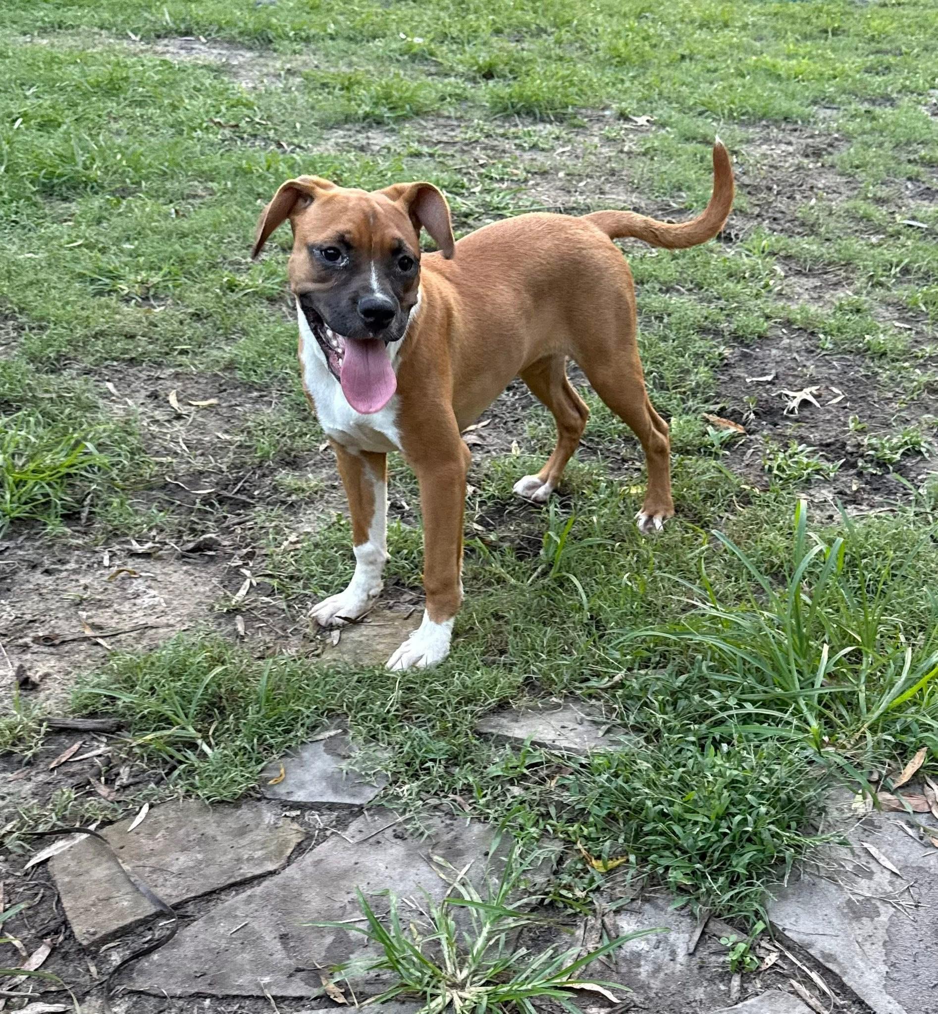 Sarsaparilla, a Adoptable mixed breed in Ayden, NC image 1/4