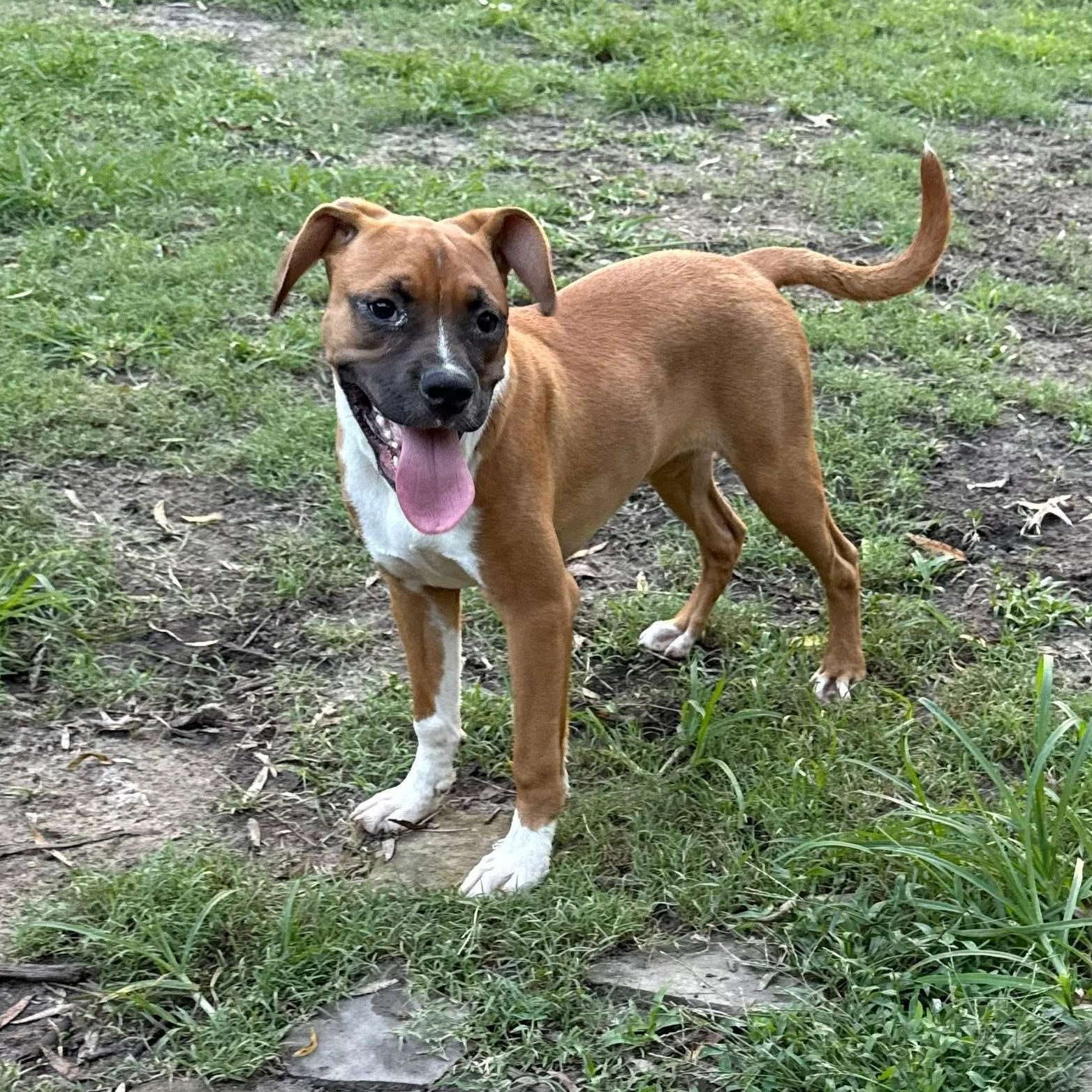 Enlarge Sarsaparilla, a Adoptable mixed breed in Ayden, NC image 1/5