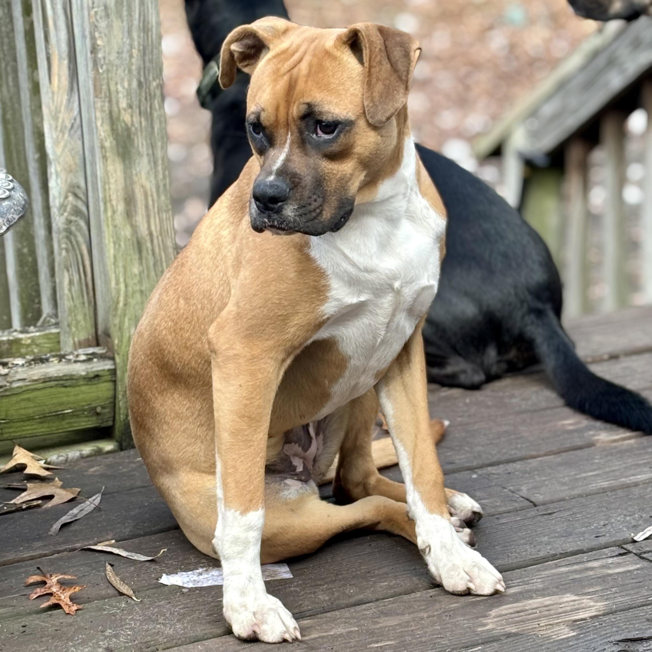 Enlarge Sarsaparilla, a Adoptable mixed breed in Ayden, NC image 4/5