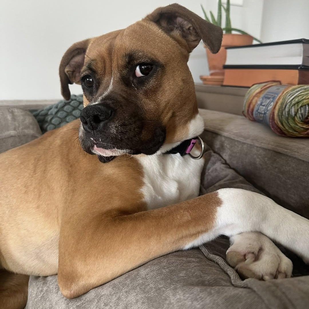 Sarsaparilla, a Adoptable mixed breed in Ayden, NC image 1/6