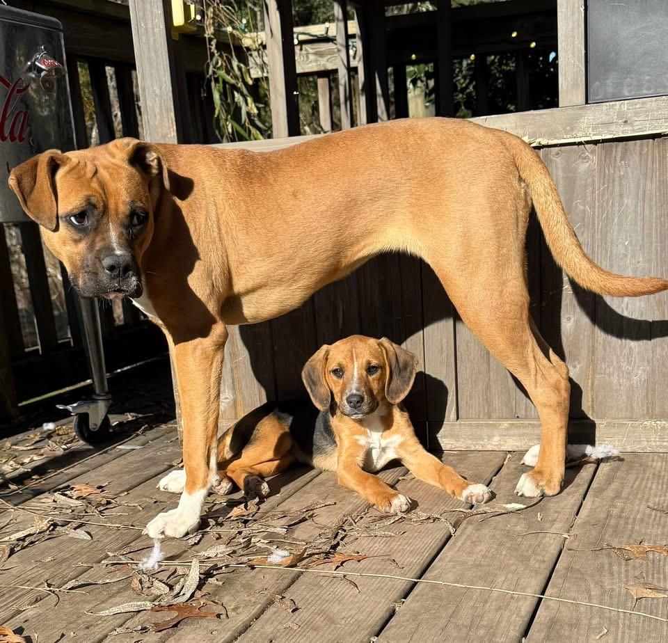 Enlarge Sarsaparilla, a Adoptable mixed breed in Ayden, NC image 2/5