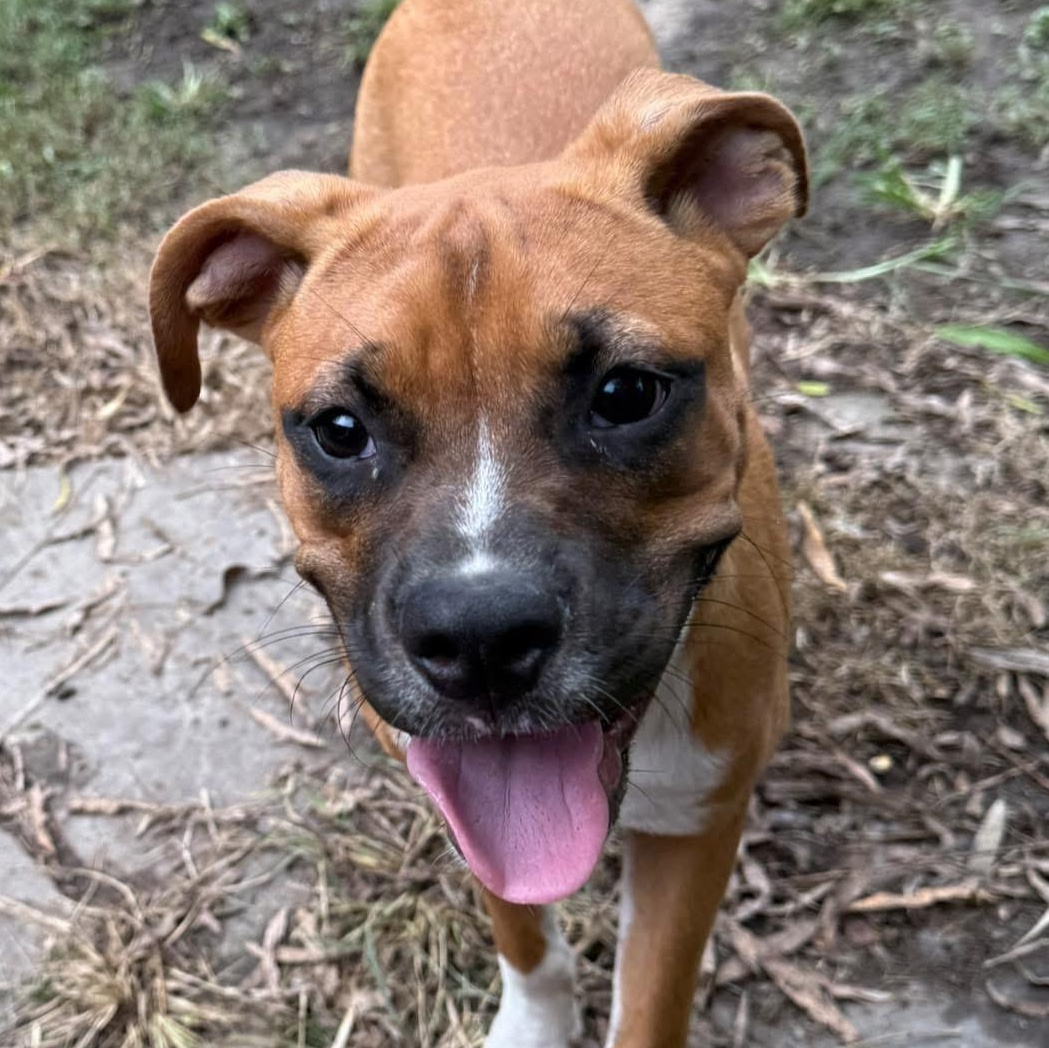 Sarsaparilla, a Adoptable mixed breed in Ayden, NC image 4/6