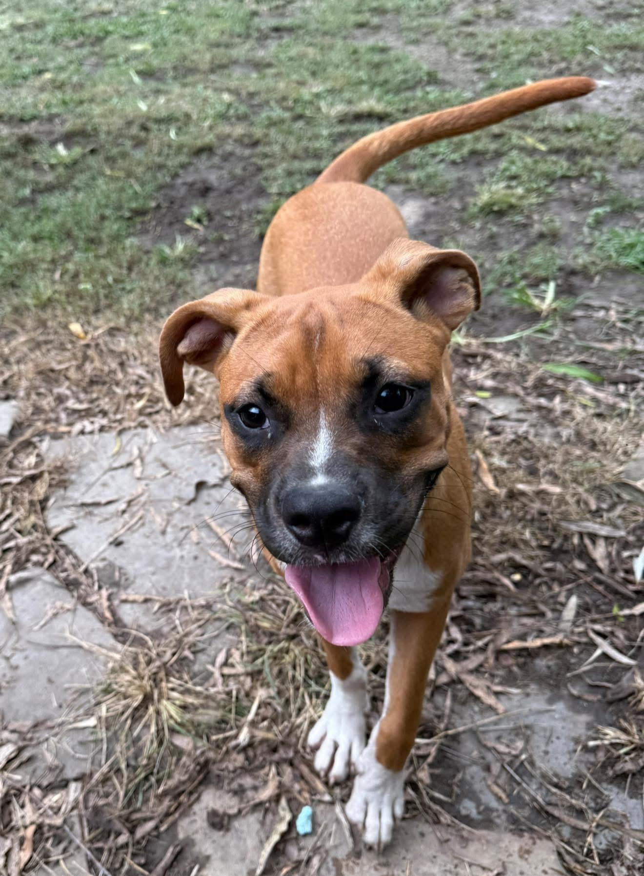 Sarsaparilla, a Adoptable mixed breed in Ayden, NC image 2/4