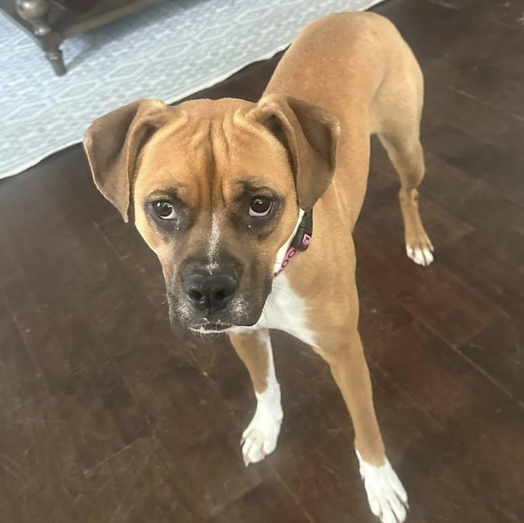 Sarsaparilla, a Adoptable mixed breed in Ayden, NC image 2/6