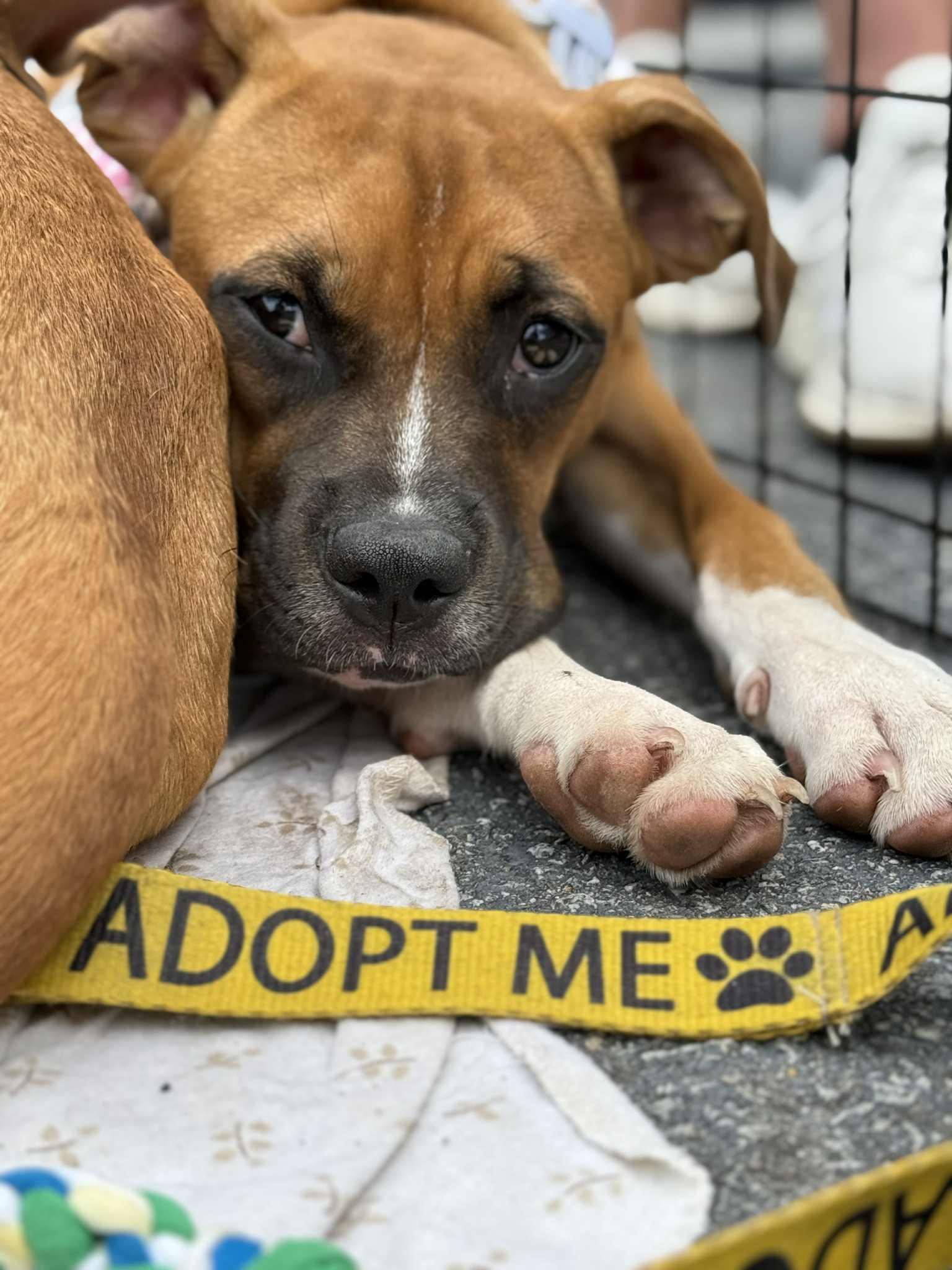 Sarsaparilla, a Adoptable mixed breed in Ayden, NC image 3/4