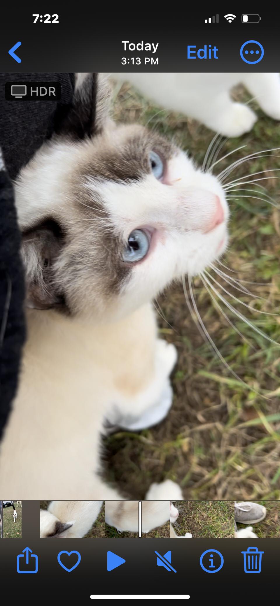 Snow White, a Adopted mixed breed in Cromwell, KY image 1/3