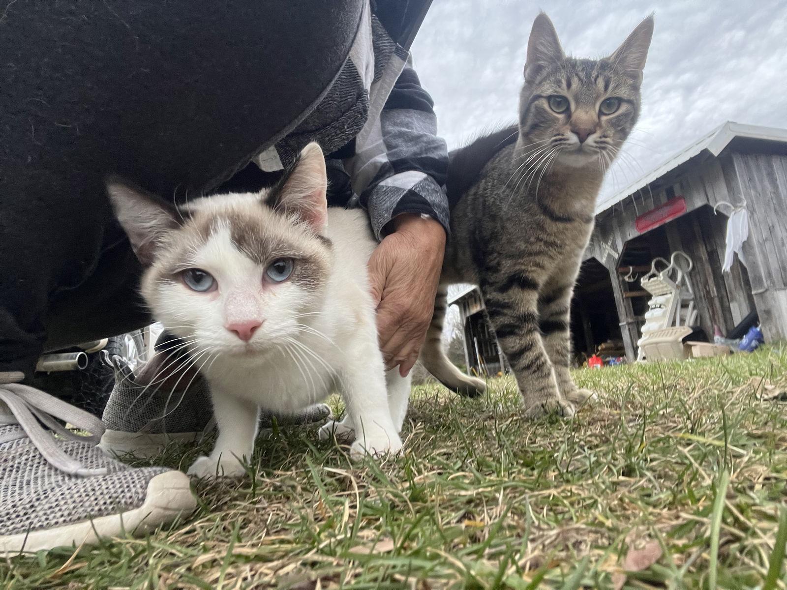 Snow White, a Adopted mixed breed in Cromwell, KY image 2/3