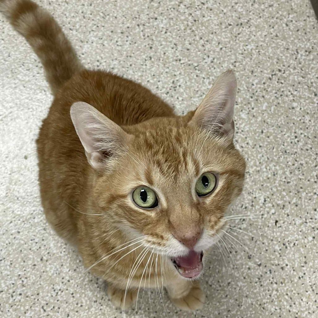 Milo, Adoptable, Senior Male Domestic Short Hair.