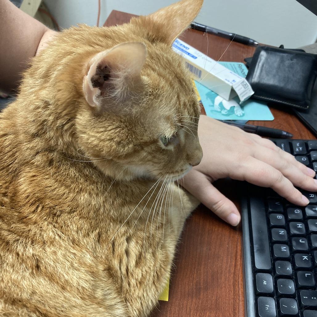 Enlarge Milo, a Adoptable Domestic Short Hair in St. Helena, CA image 2/6