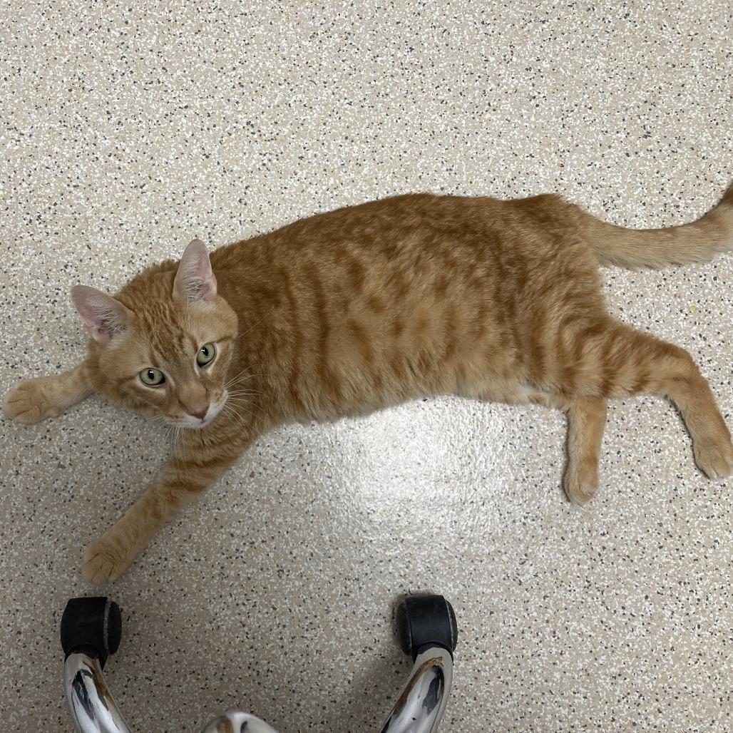 Enlarge Milo, a Adoptable Domestic Short Hair in St. Helena, CA image 3/6