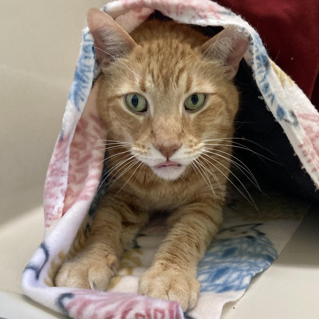 Enlarge Milo, a Adoptable Domestic Short Hair in St. Helena, CA image 4/6